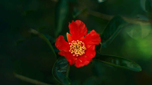 Gulnaar: How an Indian origin fabric art turns into a  trend!